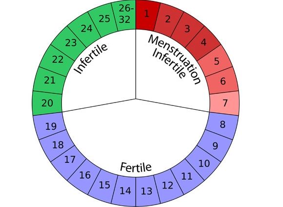 How to find out when a woman is most fertile to get pregnant
