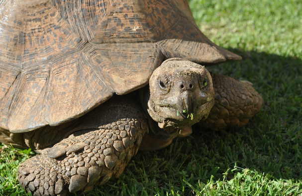 Uganda Reptile Village: The Only Place You Will Safely See Crocodiles ...