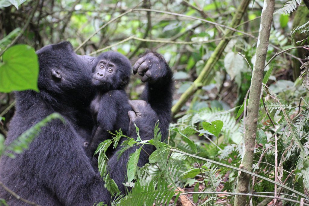 The Top Best Attractions of Uganda’s Most Visited National parks